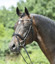 BUSSE Trensenzaum Arezzo mit engl. Reithalfter