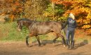 BUSSE Longierhilfe HO 4,50 m